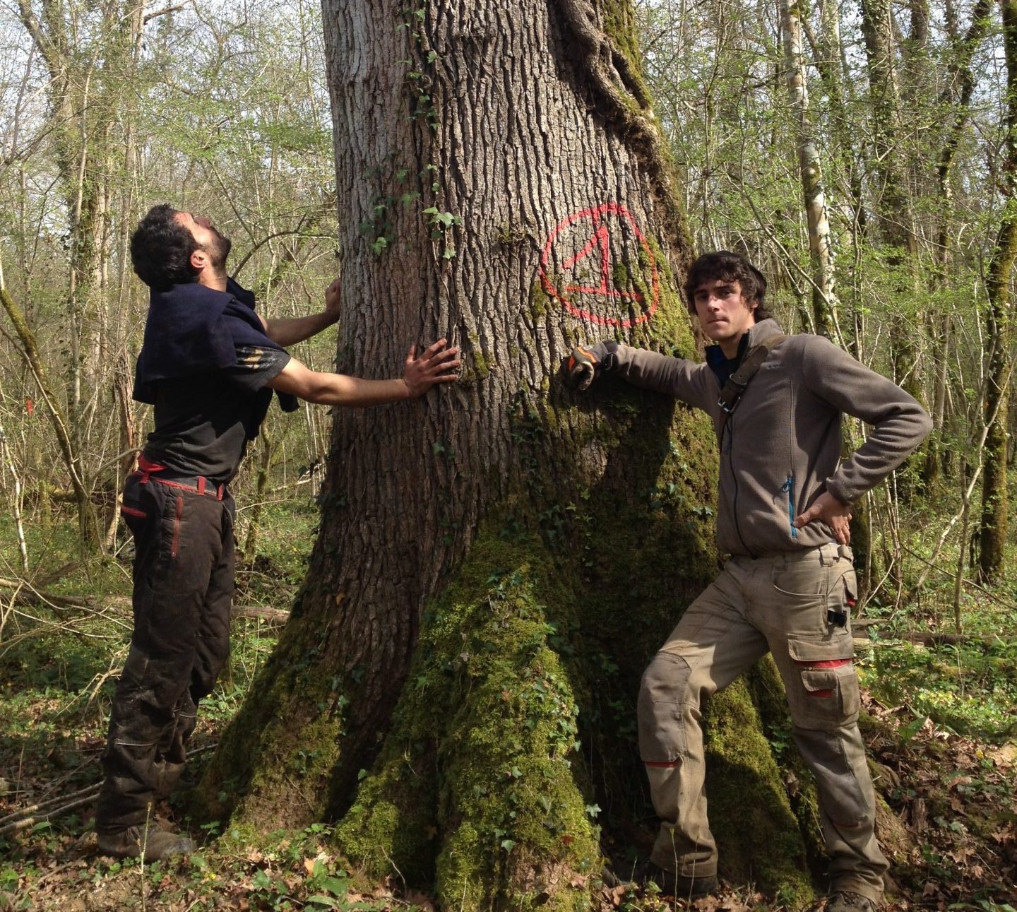 Estimation de bois sur pied | Campus de Mirecourt agricole et forestier